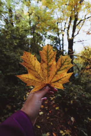 Fall Colors