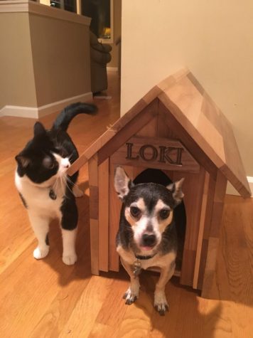 Lucky Loki Gets a House