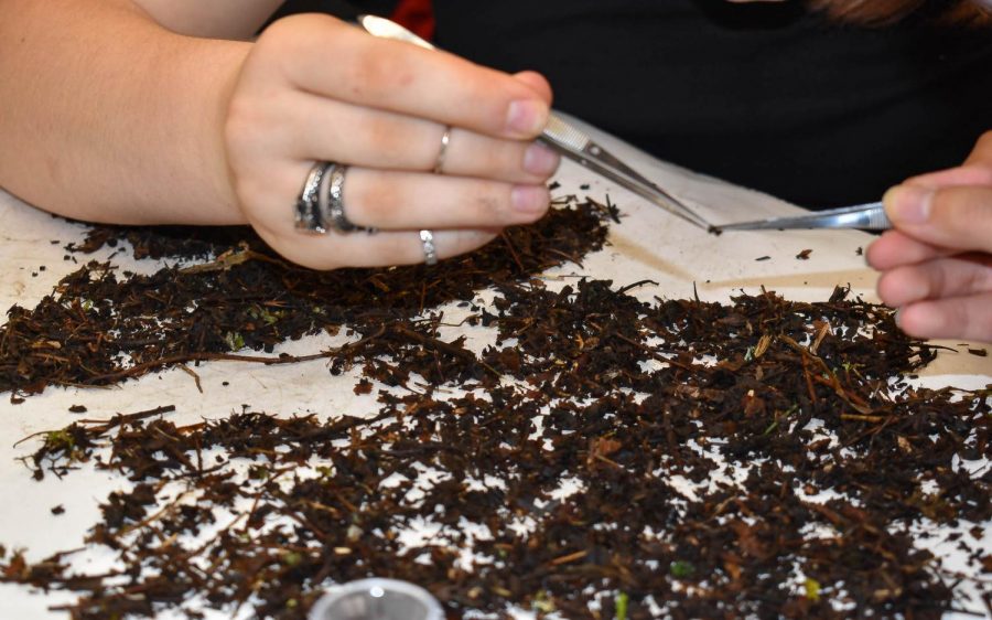 A biology class studies bugs and worms in dirt