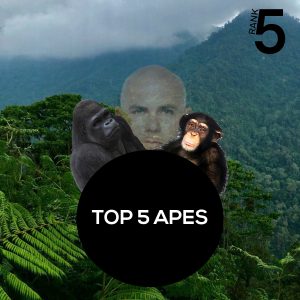 Rank5: Top 5 Apes